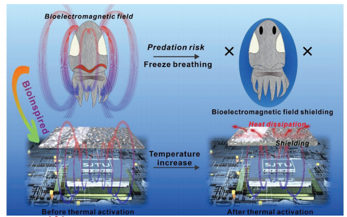 受“墨魚”仿生結(jié)構(gòu)啟發(fā)制備了具有優(yōu)異熱管理性和電磁屏蔽性能的復(fù)合材料