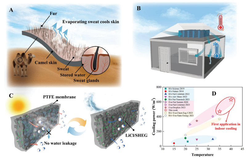 一種以駱駝毛皮結(jié)構(gòu)為靈感的冷卻能力的被動(dòng)空氣冷卻