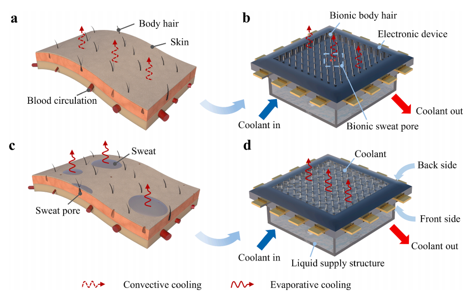 一種芯片自適應(yīng)微流散熱新進展