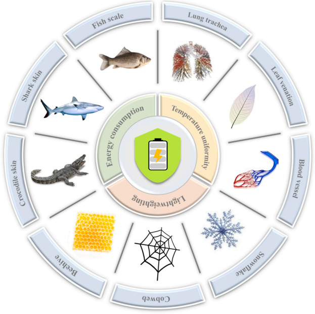 基于仿生學(xué)的電池?zé)峁芾砑夹g(shù)提升